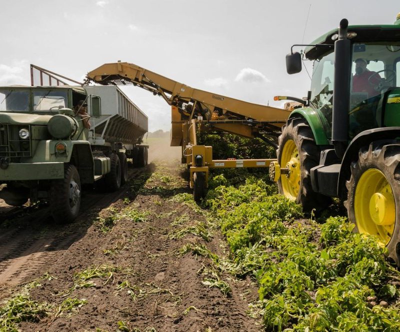 A tractor and truck collaborate in harvesting crops on a sunny farm field.