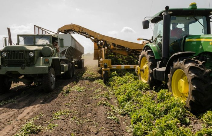 A tractor and truck collaborate in harvesting crops on a sunny farm field.